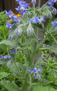 Borretsch Kräutergarten Pflanzen 