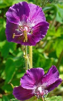 Braunblütiger Storchschnabel Steingartenpflanzen 