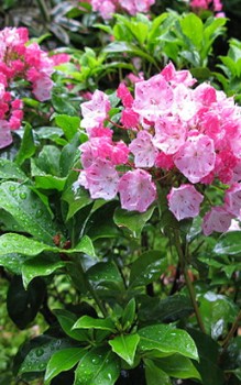 Breitblättrige und Schmalblättrige Lorbeerrose braucht eine torfhaltige, saure und humusreiche Erde Heidepflanzen 