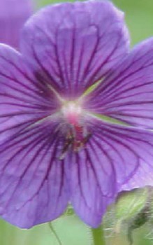 Breitblumiger oder Pracht-Storchschnabel Steingartenpflanzen 