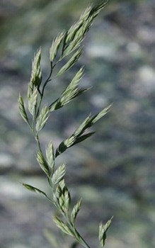 Bärenfell Schwingel - Es blüht zwischen Juli und August Gräser und Farne