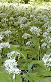 Bärlauch Kräutergarten Pflanzen 