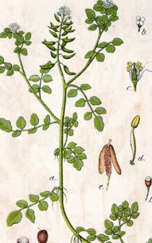 Brunnenkresse Kräutergarten Pflanzen 