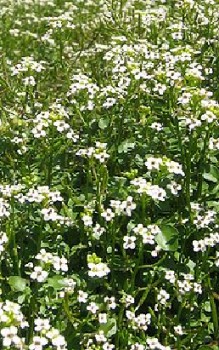 Brunnenkresse Kräutergarten Pflanzen 