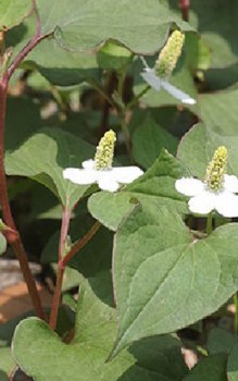 Chamäleon-Pflanze Kräutergarten Pflanzen