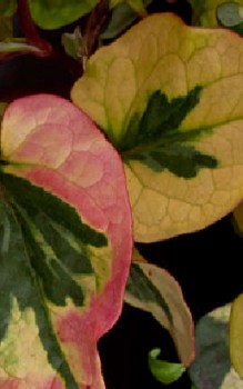 Chamäleon-Pflanze Kräutergarten Pflanzen 