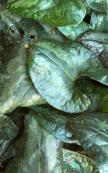 Chinesische Haselwurz die Blütezeit fällt in die Monate April bis Mai Gartenstauden