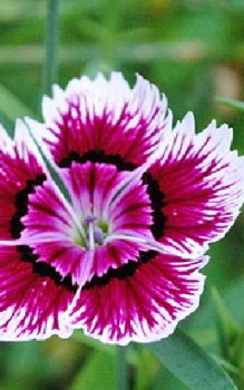 Chinesische Nelke Steingartenpflanzen