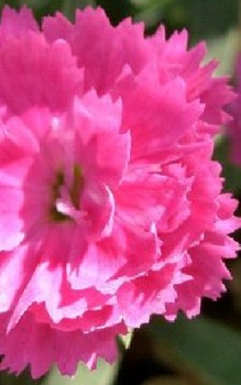 Chinesische Nelke Steingartenpflanzen 