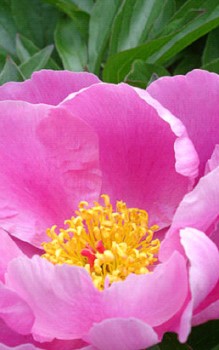 Chinesische Pfingstrose - im Staudenbeet mit einem gut gedüngten und tiefgründigen Boden Gartenstauden 