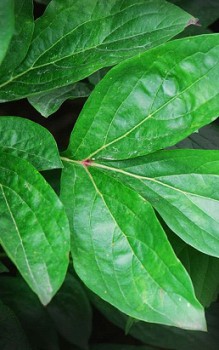 Chinesische Pfingstrose - im Staudenbeet mit einem gut gedüngten und tiefgründigen Boden Gartenstauden