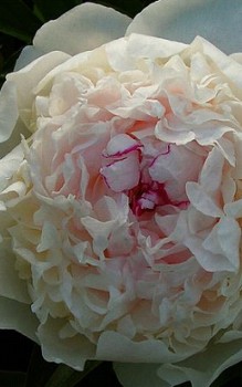 Chinesische Pfingstrose - im Staudenbeet mit einem gut gedüngten und tiefgründigen Boden Gartenstauden 