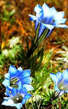 Chinesischer Schmuck-Enzian Steingartenpflanzen 