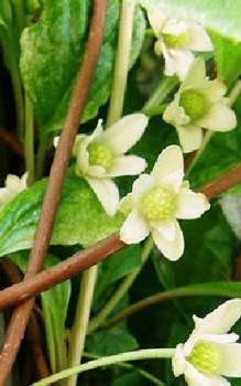 Chinesisches Spaltkörbchen Heilpflanzen