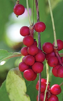 Chinesisches Spaltkörbchen Heilpflanzen 