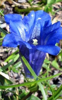 Clusius-Enzian Steingartenpflanzen 