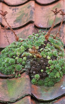 Dach-Hauswurz Steingartenpflanzen 