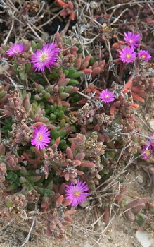 Delosperma aberdeenense schneidet man die Pflanze nach der Blüte zurück Steingartenpflanzen 