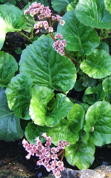 Dickblatt-Bergenie verträgt Trockenheit aber wesentlich besser Gartenstauden 