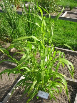 Hiobsträne Heilpflanzen 