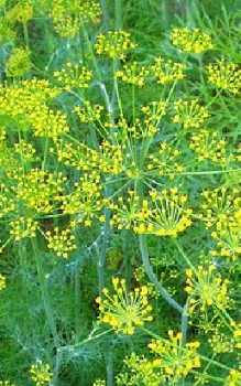 Dill Kräutergarten Pflanzen