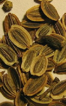 Dill Kräutergarten Pflanzen 