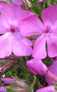 Douglas Phlox - optimal für Steingärten und Trockenmauern geeignet Mauerbepflanzung