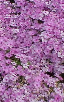 Douglas Phlox - optimal für Steingärten und Trockenmauern geeignet Mauerbepflanzung 