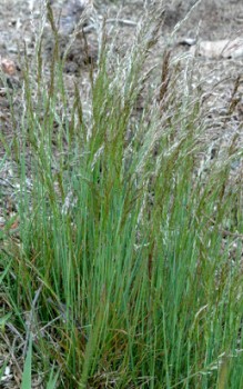 Draht Schmiele - bis zu 70cm hoch werden können Gräser und Farne 