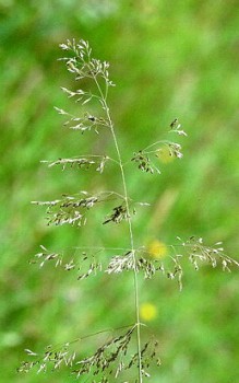 Draht Schmiele - bis zu 70cm hoch werden können Gräser und Farne 