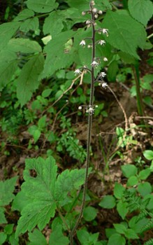 Dreiblättrige Schaumblüte Boden sollte feucht und humusreich sein Gartenstauden
