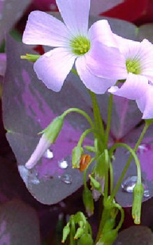 Dreieckiger Glücksklee Steingartenpflanzen 