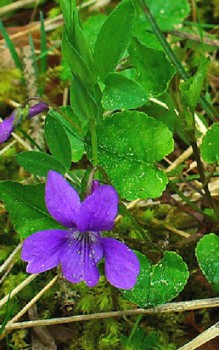 Duftveilchen Steingartenpflanzen 