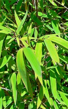 Dunkelgrüner Schirmbambus - aller 100 Jahre blüht, so schnell nicht wieder zum Massensterben kommen Gräser und Farne 