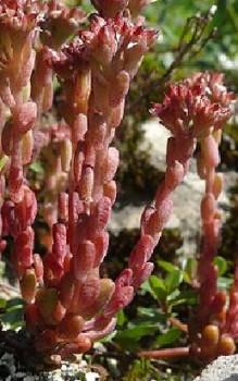 Dunkler Mauerpfeffer Steingartenpflanzen 