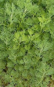 Eberraute Kräutergarten Pflanzen 