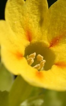 Echte oder Arznei-Schlüsselblume Steingartenpflanzen 