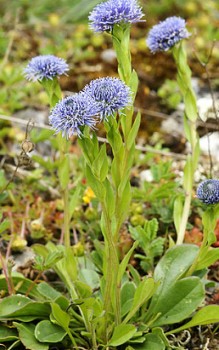 Echte oder Gewöhnliche Kugelblume - braucht warmen und windgeschützten Platz im Steingarten Steingartenpflanzen 