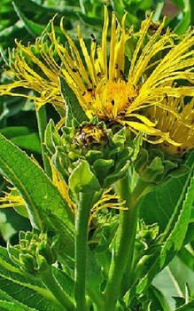Echter Alant - ätherischen Öle des Alant wirken krampflösend und Auswurf fördern Gartenstauden