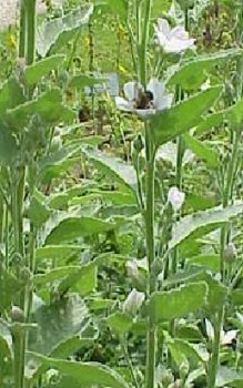 Echter Eibisch - aus seinen zuckerhaltiegn Wurzeln stellten die Konditoren marsh Mallows her Heilpflanzen