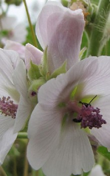 Echter Eibisch - aus seinen zuckerhaltiegn Wurzeln stellten die Konditoren marsh Mallows her Heilpflanzen 