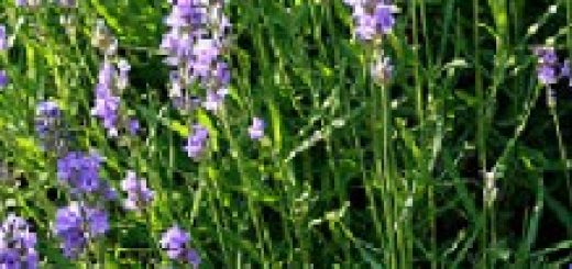 Echter Lavendel