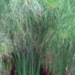 Echter Papyrus - das Pflanzsubstrat sollte humusreich und lehmig sein -  Gartenlexikon & Gartenmagazin von Floristik24