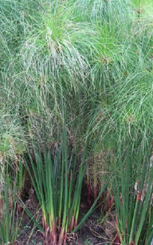 Echter Papyrus - das Pflanzsubstrat sollte humusreich und lehmig sein Gräser und Farne 