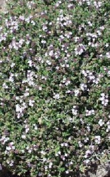 Echter Thymian Steingartenpflanzen 