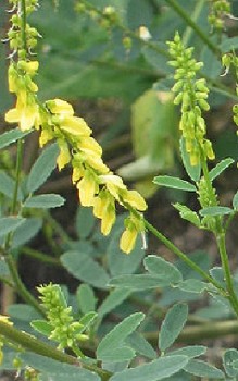 Echter oder Gelber Steinklee Kräutergarten Pflanzen 