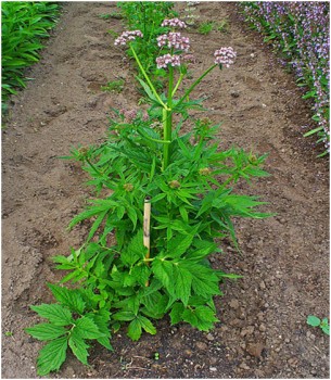 Echter Baldrian Heilpflanzen 