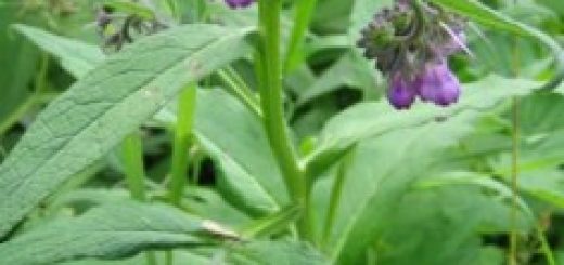 Echter Beinwell mit violetten Blüten