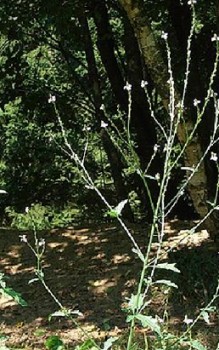 Echtes Eisenkraut - enthält Bitter- und Gerbstoffe und medizinisch wirksame Inhaltsstoffe Kräutergarten Pflanzen