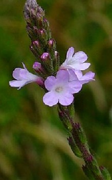 Echtes Eisenkraut - enthält Bitter- und Gerbstoffe und medizinisch wirksame Inhaltsstoffe Kräutergarten Pflanzen 